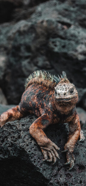 A close up of an iguana resting on a dark volcanic rock surface