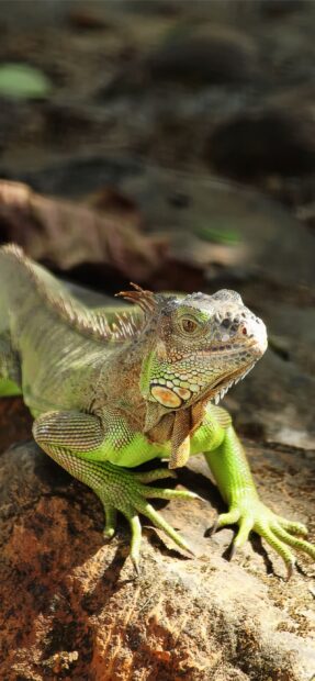 A vibrant iguana resting on a rock with detailed scales and bright green coloring