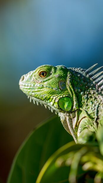 A close up of a green iguana resting on a leaf in natural light