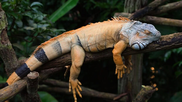 Resting iguana stretched on tree branches in natural habitat