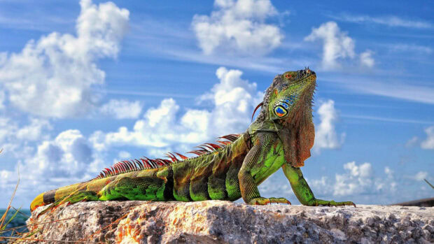 Vibrant iguana resting on a rock under a blue sky with scattered clouds