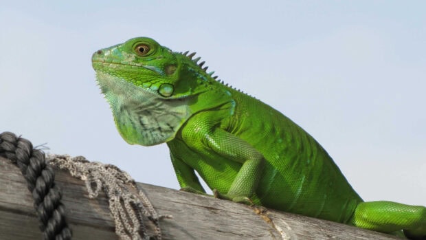 A green iguana resting on a wooden surface with ropes visible in the background