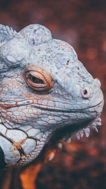 Close up of iguana showing its detailed skin texture and natural colors