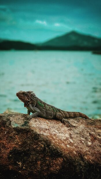 A detailed iguana resting on a large rock by the water with a mountain in the background