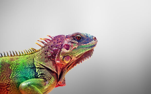 A colorful iguana displaying detailed scales and vibrant skin patterns on a plain background