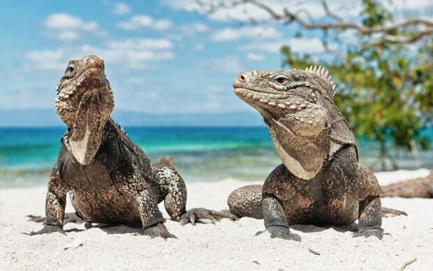 Two iguana reptiles resting on the sandy beach near the ocean under a clear sky