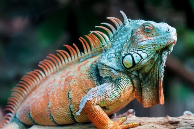 A colorful iguana resting on a branch with detailed scales and spikes visible