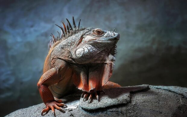 A detailed iguana resting on a rock showing textured scales and spines