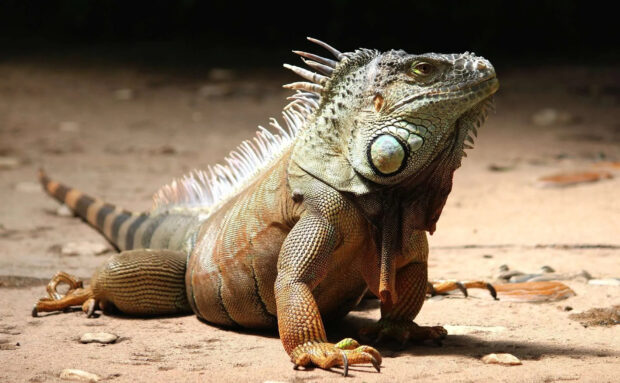 A green iguana resting on the ground showing detailed scales and spines