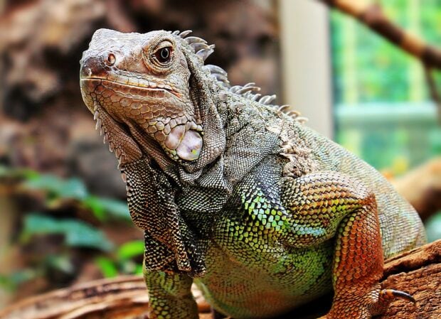 Close up of an iguana displaying textured scales and vibrant colors in a natural setting