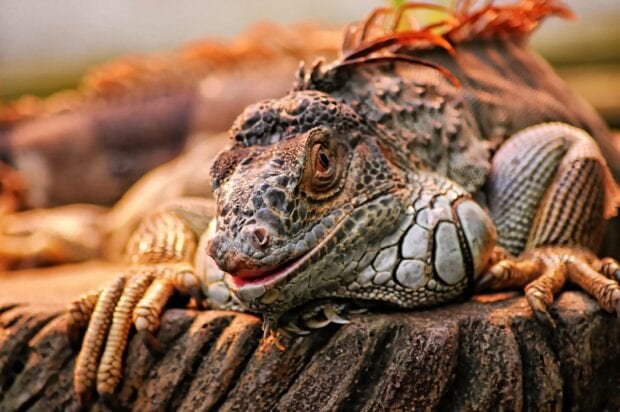 Close up of an iguana resting on a wooden surface in a natural environment