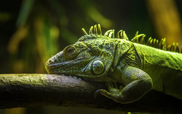 A close up of iguana resting on a wooden branch in natural habitat