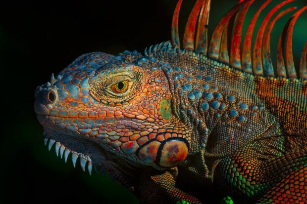 Close up of an iguana showing detailed colorful scales and textured skin