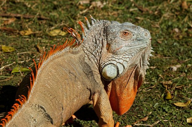Close up of iguana showing detailed scales and orange dewlap on grass background