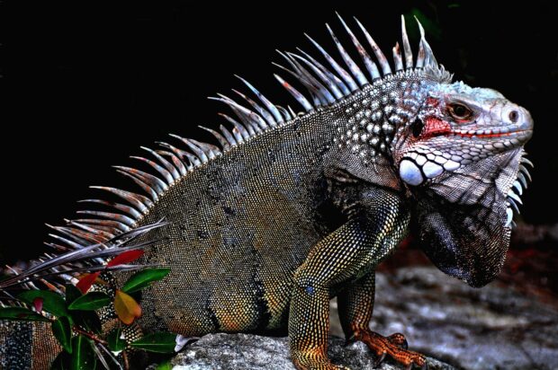 Detailed iguana resting on a rock with textured skin and vibrant scales