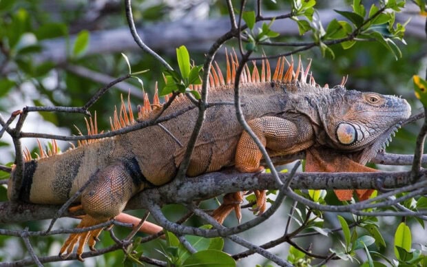 A detailed iguana resting on a tree branch surrounded by green leaves