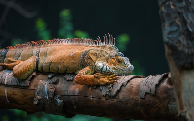 A resting iguana lying on a wooden branch in a natural environment