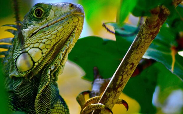 Close up of iguana climbing on a tree branch in vibrant natural environment