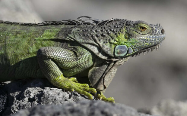 A close up of an iguana resting on a rock showing detailed scales and textures