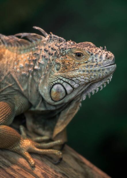 Close up of a lizard with textured skin resting on wood in natural light