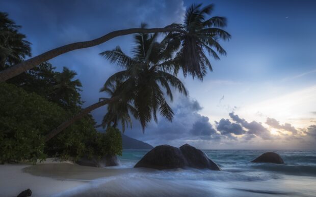 Palm trees and large rocks on a tropical Indian Ocean shore at dusk