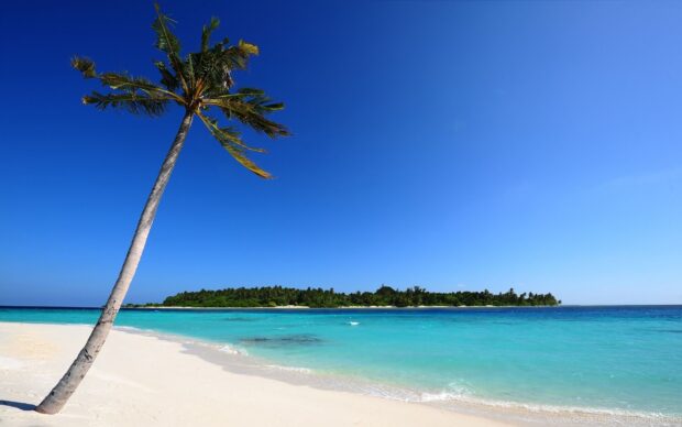 A lone palm tree stands on a white sandy beach by the clear turquoise waters of the Indian Ocean
