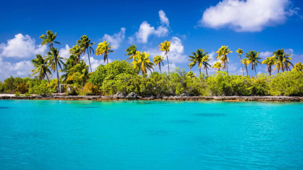 Vibrant tropical trees and clear turquoise water in Indian Ocean landscape