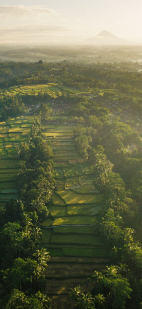 Indonesia Wallpaper 2K Mobile Lush green rice fields and tropical forest landscape in Indonesia at sunrise