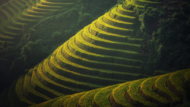Terraced rice fields landscape in Indonesia with lush greenery and sunlight highlighting the terraces