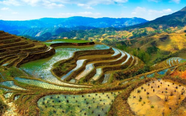 Terraced rice fields in Indonesia with vibrant greenery and mountainous landscape