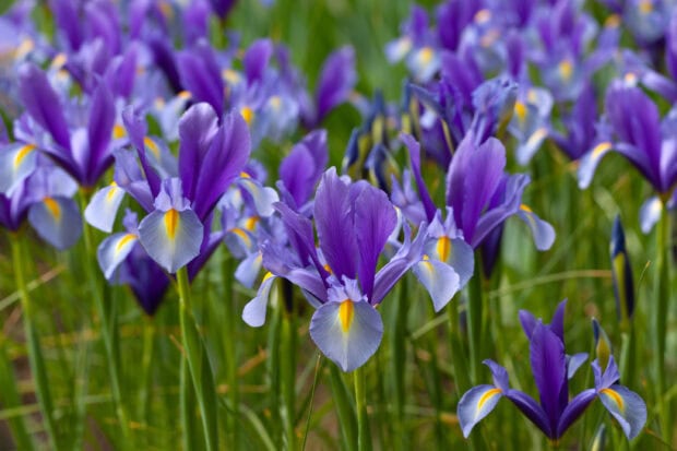 A field of vibrant iris flowers with purple petals and yellow accents blooming in the sunlight