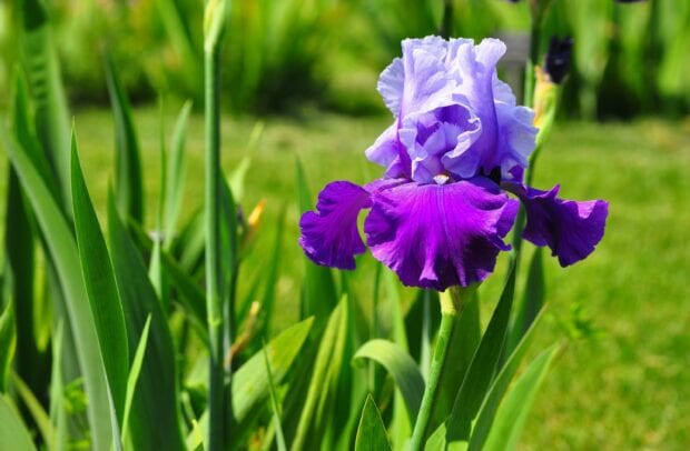 A vibrant purple iris flower blooming in a green garden surrounded by long leaves