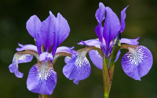 Close up of colorful iris petals showing detailed patterns and vibrant purple hues