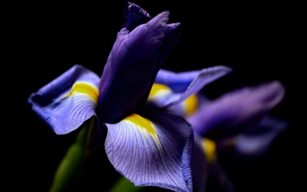 Close up of delicate iris petals with vibrant colors on a dark background