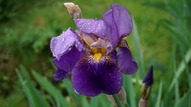 Purple iris with water droplets in natural garden setting