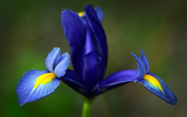 A close up of a vibrant iris flower with blue and yellow petals under natural light