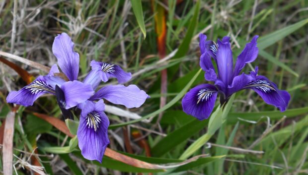 Purple iris flowers blooming in green grass surrounded by natural foliage