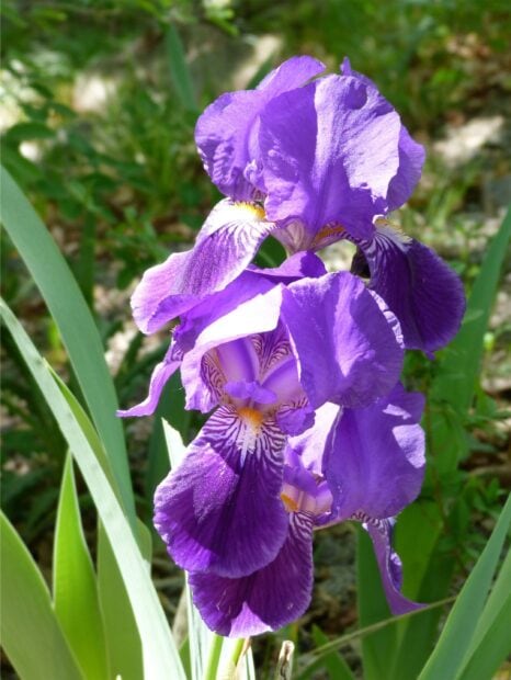 A close up of a vibrant purple iris flower with detailed petals and green leaves in the background