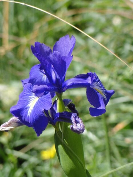 Close up of blooming iris flower in bright natural light