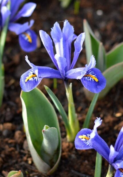 A close up of a vibrant blue iris flower with green leaves growing in soil