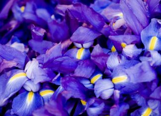 Close up view of vibrant purple iris petals with yellow accents in full bloom