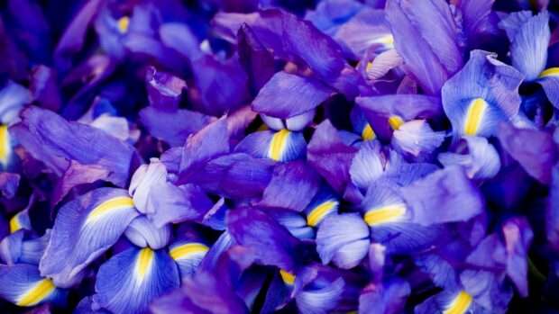 Close up view of vibrant purple iris petals with yellow accents in full bloom
