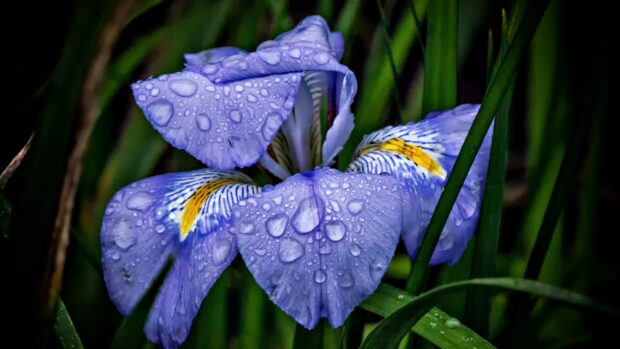Close up of iris flower with water droplets on petals in green grass field