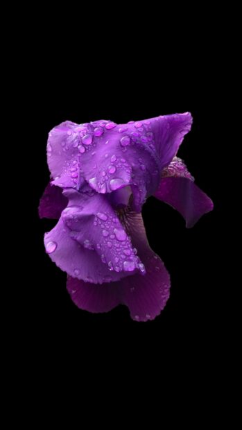 Close up of purple iris petals covered with water droplets on black background