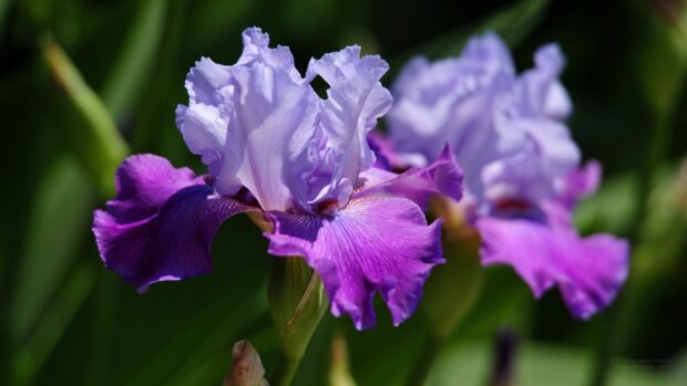 A close up of a blooming iris flower showing delicate purple petals and detailed textures