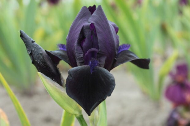 Dark purple iris flower blooming in a garden setting with green foliage in the background