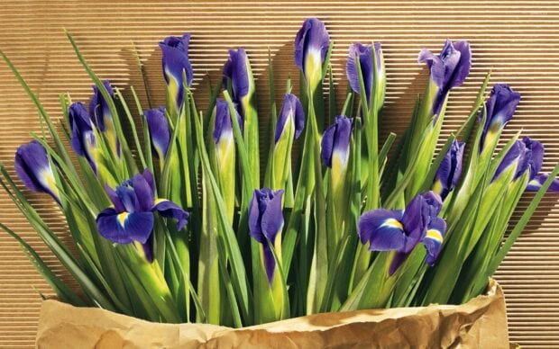 Fresh green iris stems with blooming purple iris flowers in a brown paper wrapping