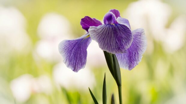 Purple iris flower blooming in a garden with green leaves and blurred background