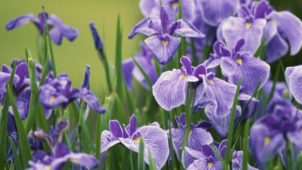 Purple iris flowers blooming in a green field with detailed petals and stems