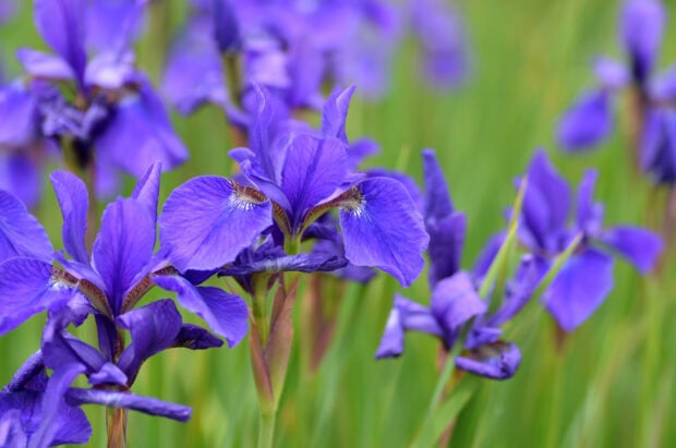 Purple iris flowers blooming in a green garden field with vibrant petals